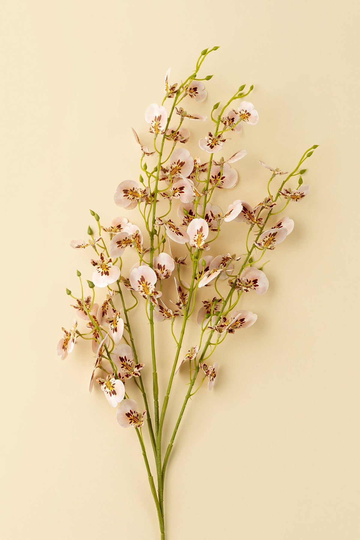 close-up on a bouquet of artificial light pink wild orchid spray flowers with green stems, on a beige background at la maison garçonne in montreal.