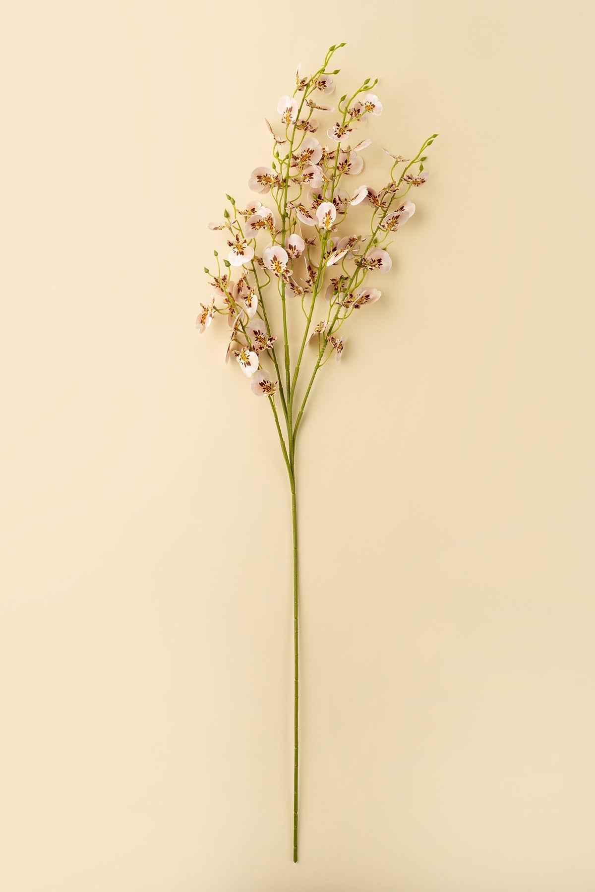 one branch of a artificial light pink wild orchid spray flowers with green stems, on a blur background at la maison garçonne in montreal.