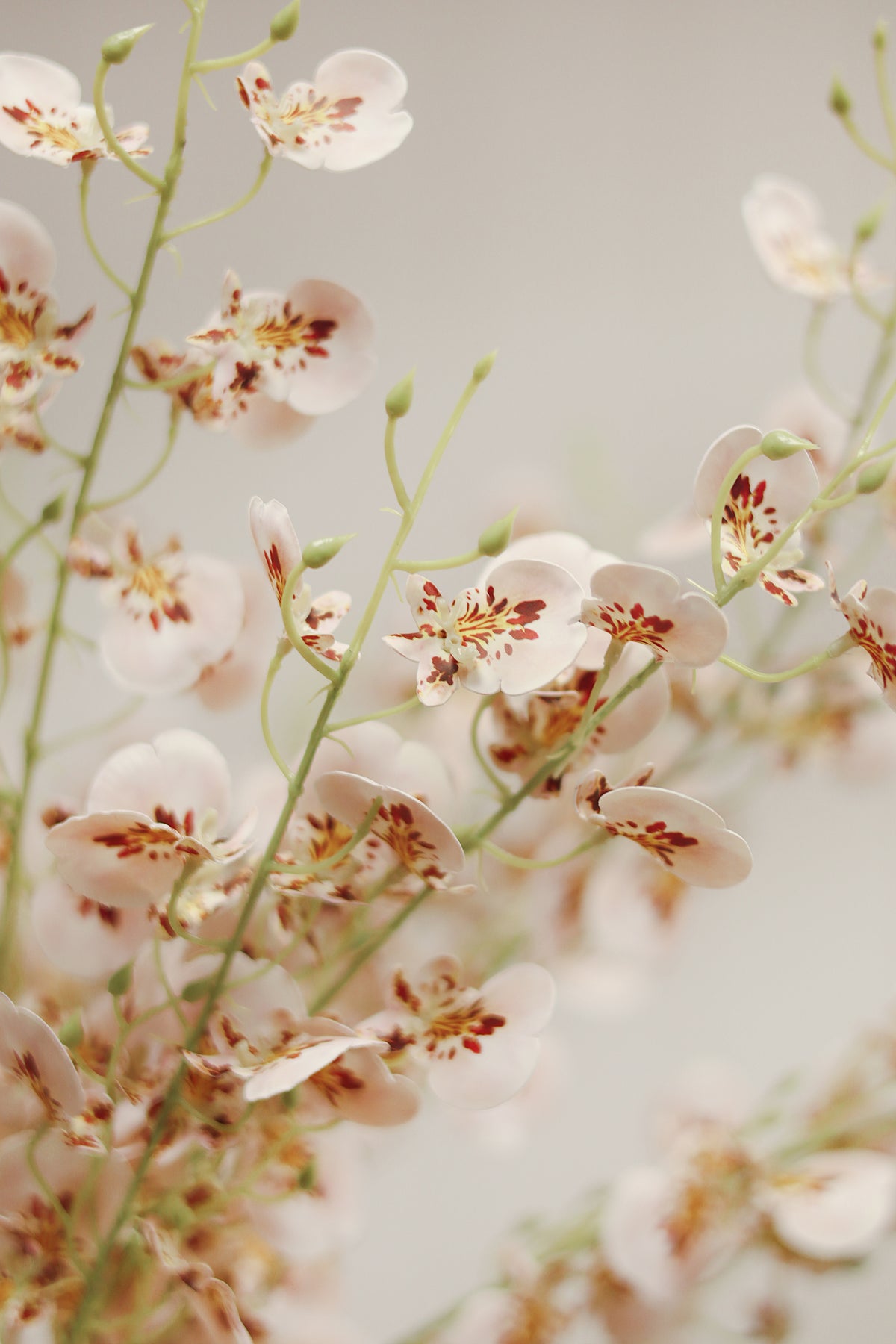close-up on a bouquet of artificial light pink wild orchid spray flowers with green stems, on a blur background at la maison garçonne in montreal.