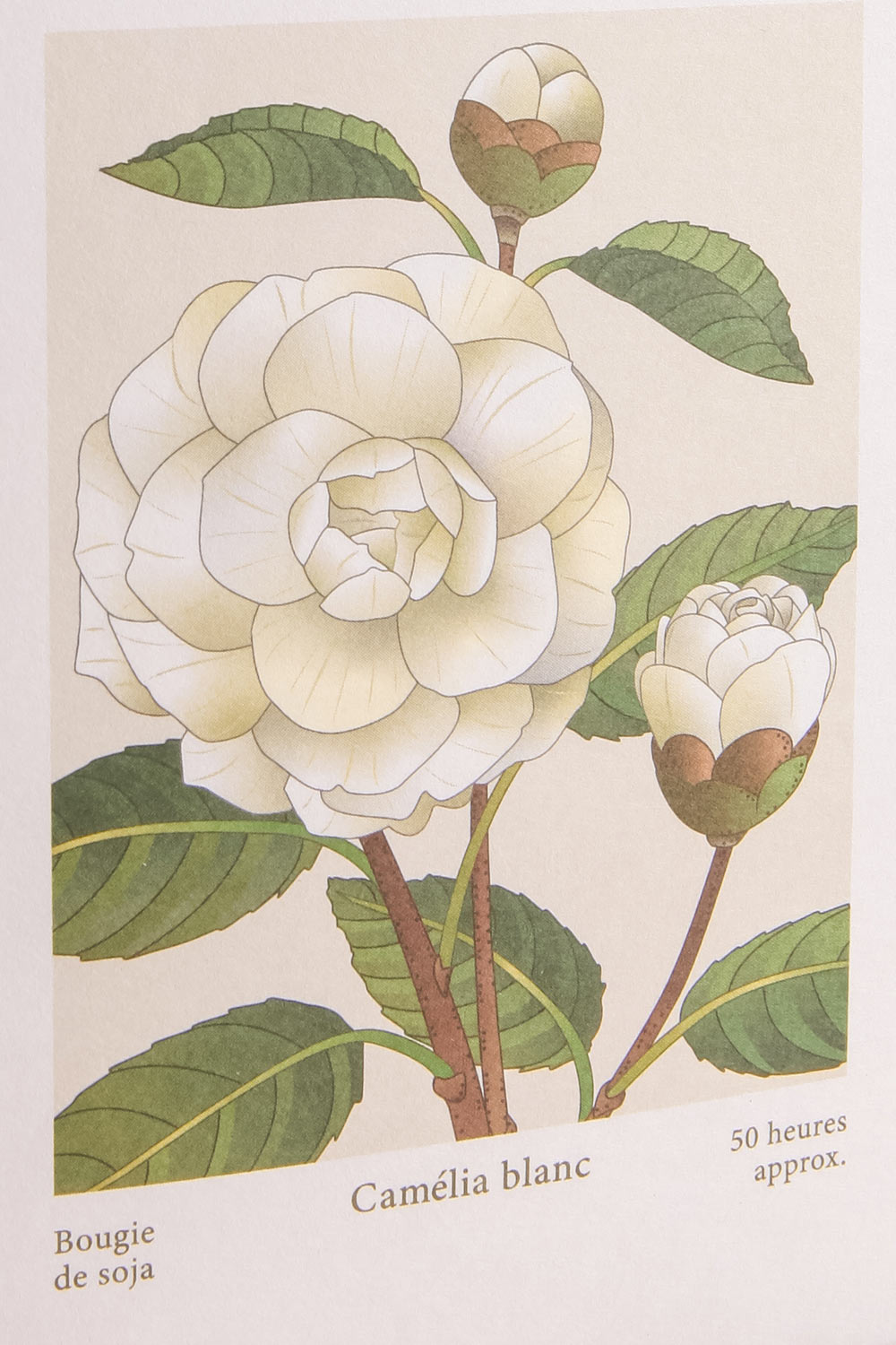 White Camellia Candle by Theorie Botanique | Maison garçonne box close-up