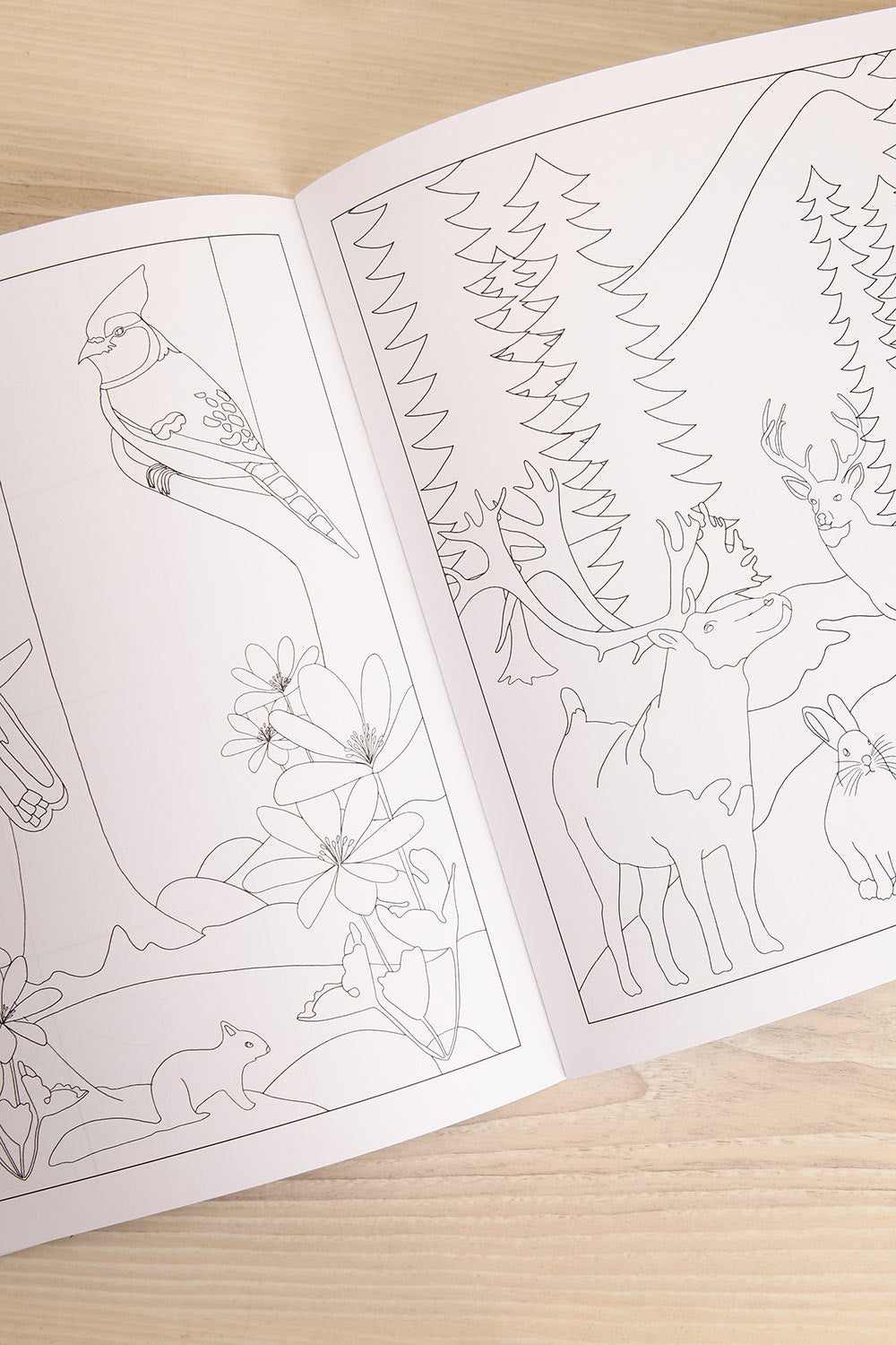 Fauna and Flora Colouring Book | Maison garçonne third view