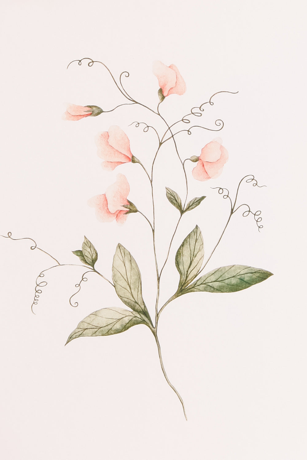 POIS DE SENTEUR | AFFICHE close-up