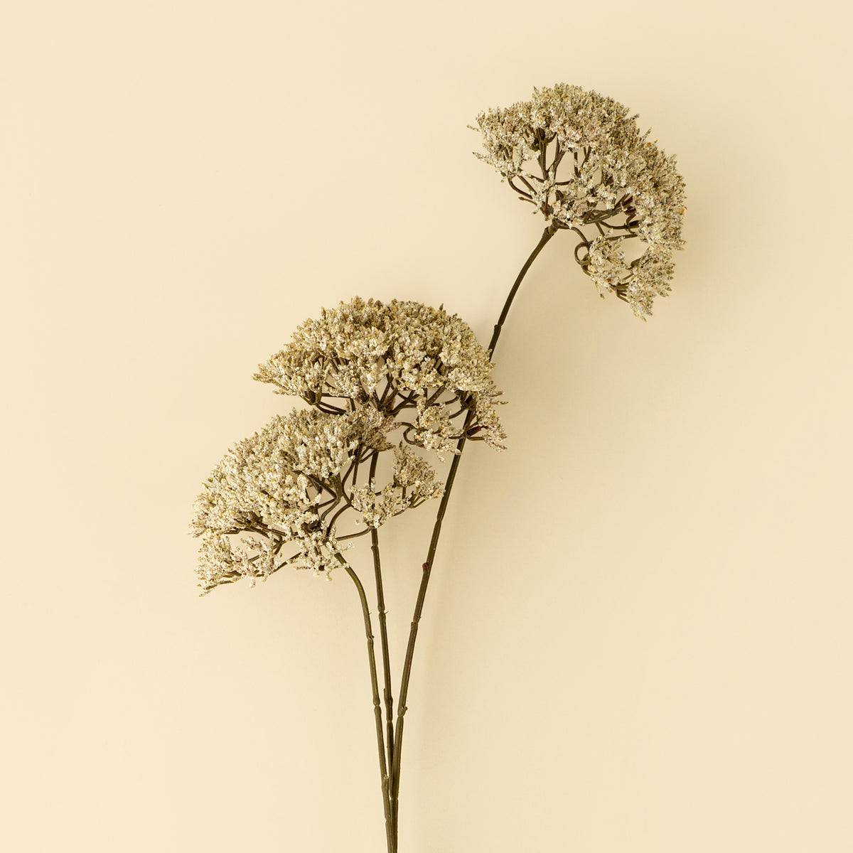 close up of 3 artificial dried flower stems with round beige blooms arranged diagonally on a light wood grain background from maison garçonne boutique in montreal.