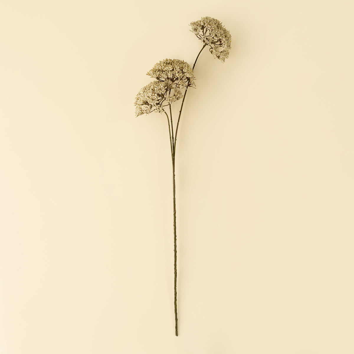 Artificial dried flower stems with round beige blooms arranged diagonally on a light wood grain background from maison garçonne boutique in montreal.
