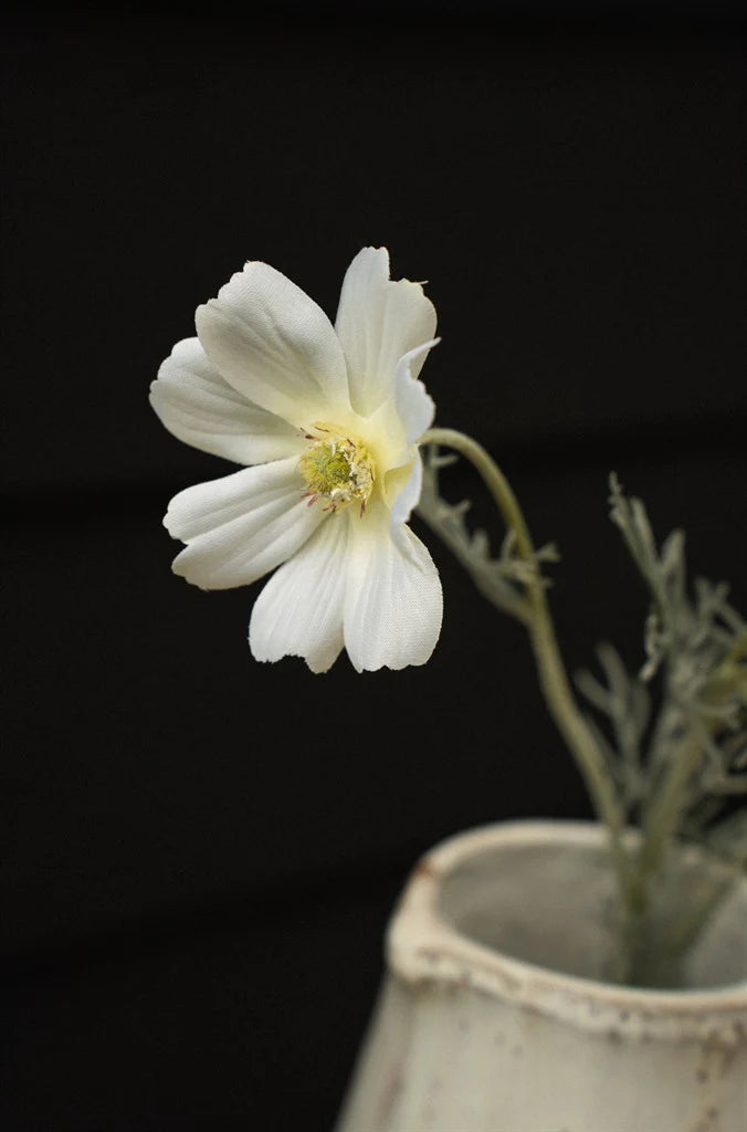 White Cosmos Spray flowers in a vase against a black background