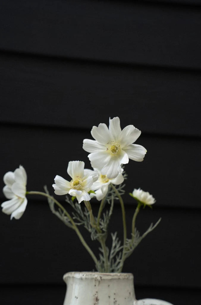 White Cosmos Spray flowers in a vase against a black background