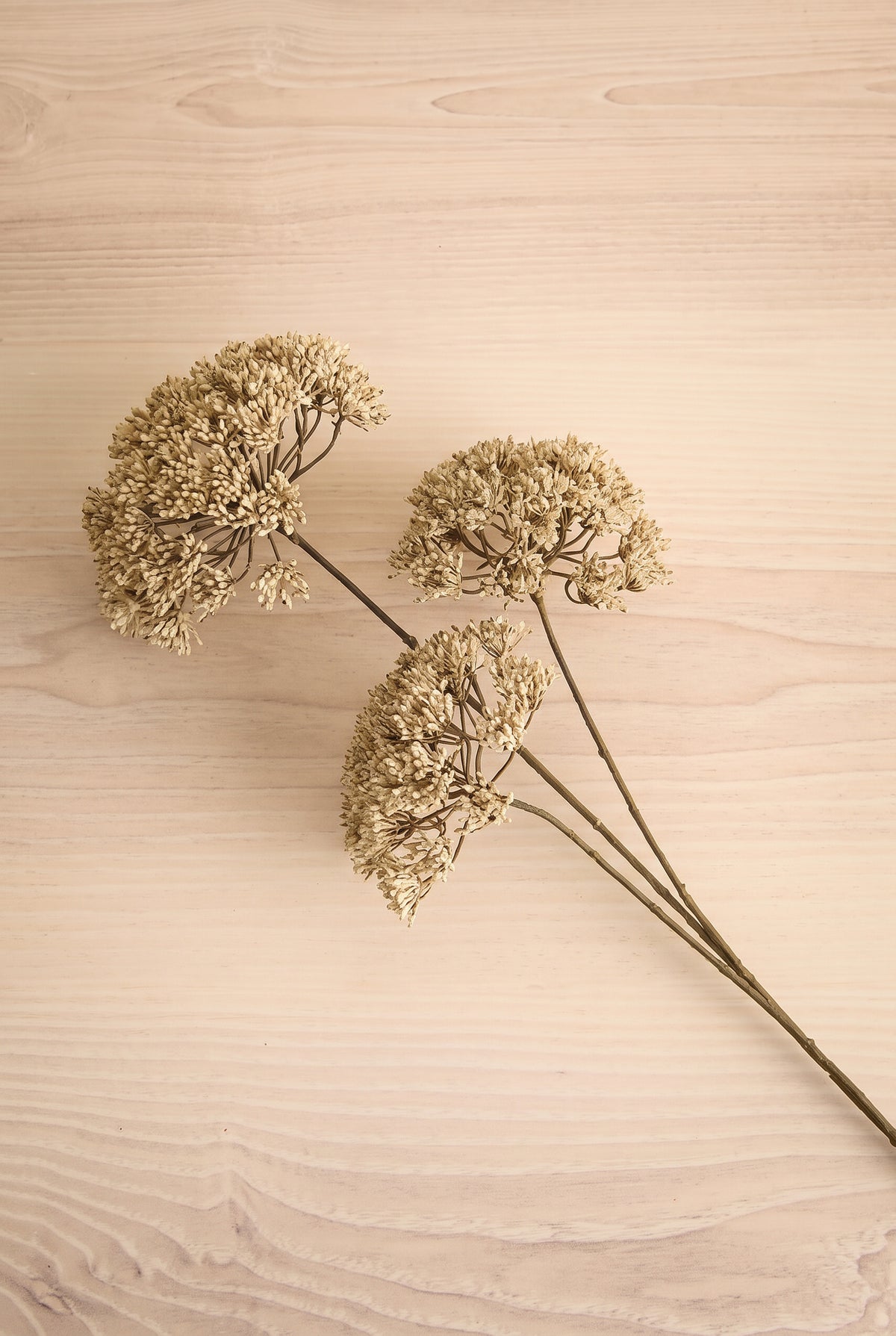 Three artificial dried flower stems with round beige blooms arranged diagonally on a light wood grain background from maison garçonne boutique in montreal.